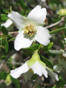 Philadelphus microphyllus